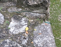 Drymobius margaritiferus