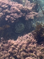 Megastraea undosa