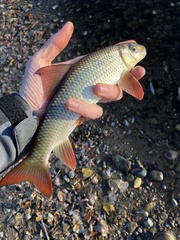 Moxostoma macrolepidotum