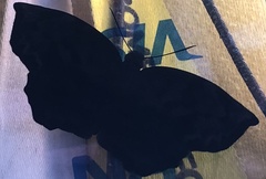Achlyodes busirus