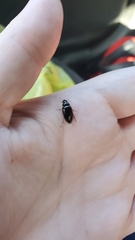 Tropisternus lateralis