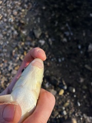 Moxostoma macrolepidotum