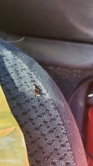 Tropisternus lateralis