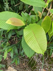 Davilla kunthii
