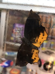 Achlyodes busirus