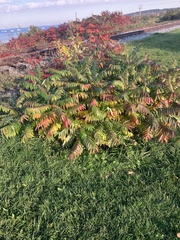 Rhus typhina
