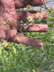 Chloracantha spinosa