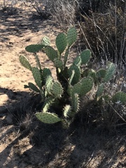 Opuntia littoralis