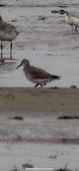 Calidris canutus