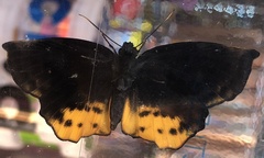 Achlyodes busirus