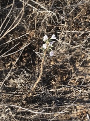 Stephanomeria diegensis