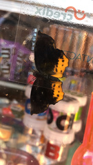 Achlyodes busirus