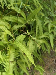 Gleichenella pectinata