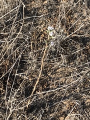 Stephanomeria diegensis