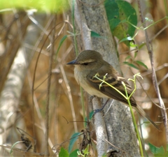 Cnemotriccus fuscatus