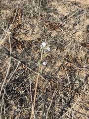 Stephanomeria diegensis