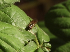 Melanostoma mellinum