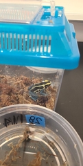 Dendrobates tinctorius