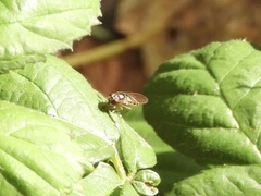 Melanostoma mellinum