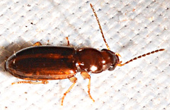 Stenolophini
