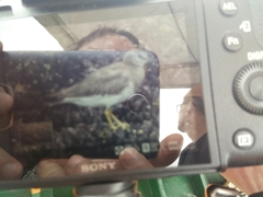 Calidris virgata
