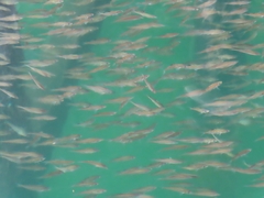 Cymatogaster aggregata