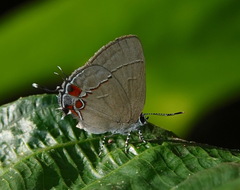 Calycopis