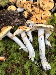 Cortinarius turmalis