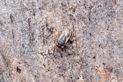 Stylogeocoris elongatus