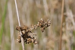 Juncus pallidus