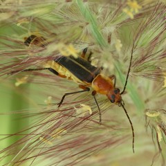Chauliognathus obscurus
