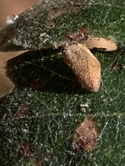 Atrusca clavuloides
