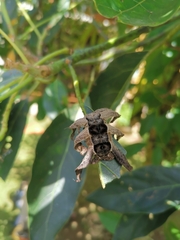 Phobetron hipparchia