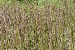 Juncus pallidus