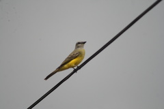 Tyrannus melancholicus