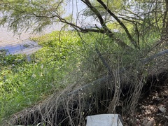 Chloracantha spinosa