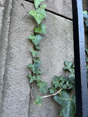 Hedera