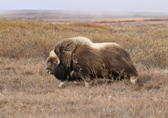 Ovibos moschatus