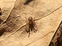 Araniella displicata