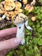 Cortinarius turmalis