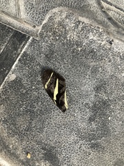 Heliconius charithonia vazquezae