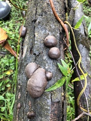 Daldinia concentrica