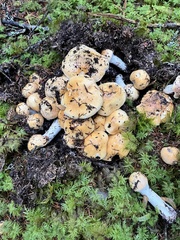 Cortinarius turmalis