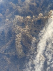 Utricularia macrorhiza