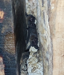 Nyctinomops laticaudatus