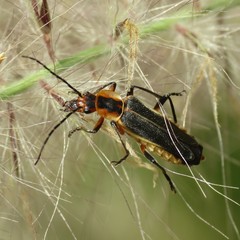 Chauliognathus obscurus