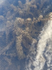 Utricularia macrorhiza