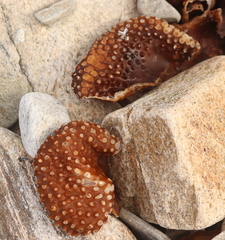 Saccorhiza polyschides