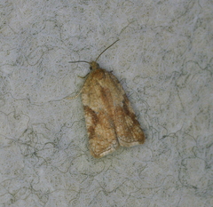Acleris cervinana