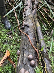 Daldinia concentrica